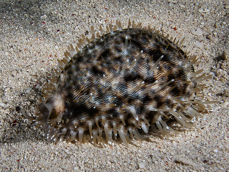 Cypraea tigris